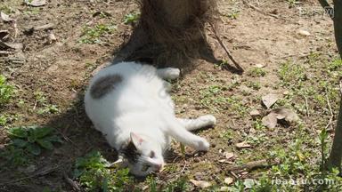 春天公园里怀孕的母猫流浪猫